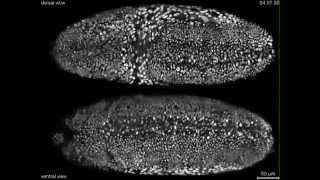 adndnanet 0174 Desarrollo embrionario de Drosophila melanogaster a tiempo real [upl. by Katherine325]