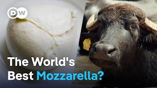 How buffalo mozzarella is made in Italy [upl. by Shaffer]