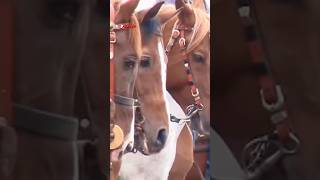 Sonuna kadar heyecan shorts horse animals rahvanatlar kars [upl. by Assilav]