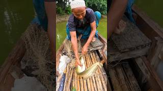 Big Boyal Fish Catch By Net fish fishingvideo bigfish fishing [upl. by Eelibuj630]