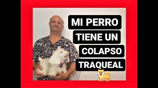 Mi perro tiene un colapso traqueal [upl. by Sixele713]