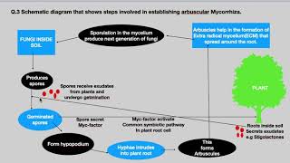 Arbuscular Mycorrhiza Fungi plant interaction Systematic pathway of Arbuscular Mycorrhiza [upl. by Kerri656]