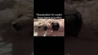 Thunderstorm but Buddy is calm buddy puppy cuteanimal cute cutepuppy cutedog thundershirt [upl. by Austin]