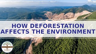 How Deforestation Affects the Environment [upl. by Paradies163]