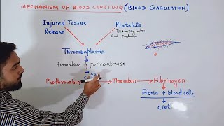 Circulation of Blood Mechanism of blood clotting Class 12 CBSE HSC class 10 ICSE [upl. by Janith]