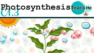 C13  Photosynthesis  IB Biology SLHL [upl. by Alieka849]