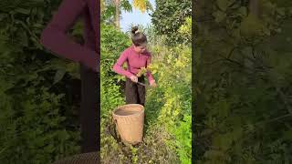 Harvesting lemons in the garden to sell at the market villagelife farming harvesting [upl. by Zack]