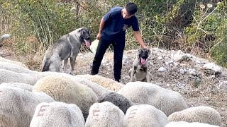 13 YAŞINDAKİ ÇOBANIN KANGALLARI BENİMKİLERDEN DE İYİ OLACAK [upl. by Radec658]