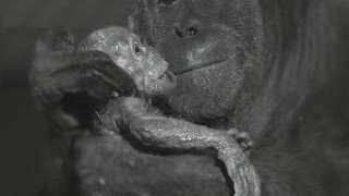 Orangutan birth captured live on camera at Durrell [upl. by Suivat299]