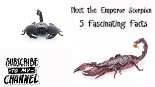 Meet the Emperor Scorpion [upl. by Attevad]