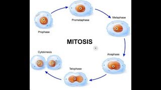 Cell Division  Mitosis Process [upl. by Adnaloy]