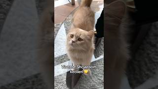 Vivense Showroom kedileri 😻 GüzelBirEv GüzelBirHayat [upl. by Llerraf]