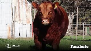 Farabute  Angus Colorado [upl. by Donna903]