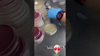 Streaking a Nutrient Agar Plate  Microbiology  Spreading  Streaking  Agar  Media [upl. by Coop]