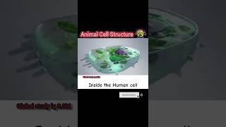 Animal cell structure  Human cell 3d animation GolgibodyERMitochondria Ribosome Centreosome [upl. by Kirven427]