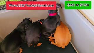 Miniature Pinscher puppies available October 11th 2024 [upl. by Rap]