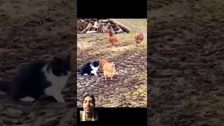 Funny cat😺🐈 funny animals cute dog shorts video trending factoming [upl. by Jephum]