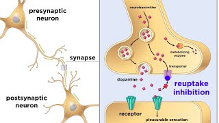 Drug Addiction and the Brain [upl. by Enisamoht]