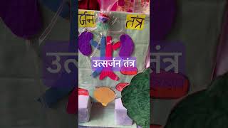 उत्सर्जन तंत्र  Excretory System  Kidney  Nephron  Science Model shorts ytshorts [upl. by Radcliffe]