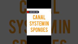 CANAL SYSTEM IN SPONGES [upl. by Moffat]