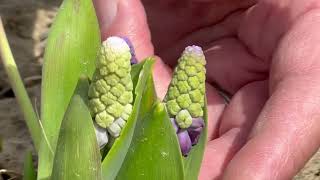 Muscari Latifolium Grape Ice  Bulbs for Fall Planting [upl. by Jana]