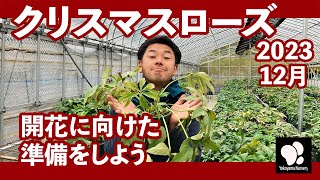 クリスマスローズ 12月の管理 ◆横山園芸 公式◆ 【2023】 [upl. by Eulaliah]