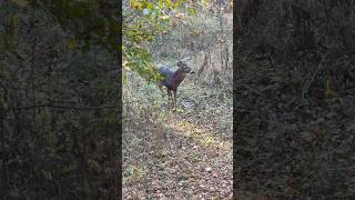 Nice buck making a scrape Shoot or pass subscribe hunting deer fyp [upl. by Emmons796]