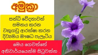 අමුක්‍රා  හීන් අමුක්කරා වල් අමුක්කරා  Minnieroot  Cracker Plant  Popping pod  Ruellia tuberosa [upl. by Aramal]