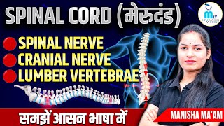 Spinal Cord in hindi  Spinal Nerve  Cranial Nerve  Lumber Vertebrae  Anatomy lecture [upl. by Nauq389]