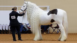 25 Most Beautiful Horses on Planet Earth [upl. by Vincents]