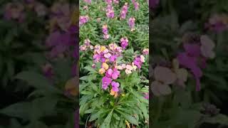 Erysimum Hybrid purple eddie [upl. by Ajiram]