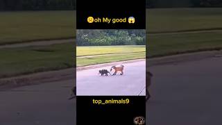 Oh my good animals shorts youtubeshorts dangerous [upl. by Orimlede]