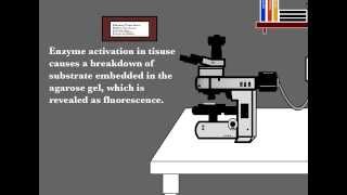 Zymography in situ [upl. by Amo]