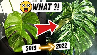 How I grew my Monstera Thai Constellation this BIG 😮 Monstera Plant Care 💚 The Journey in LECA [upl. by Cullin]