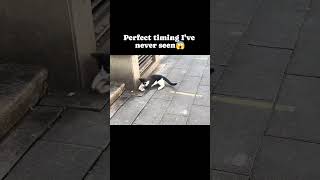 cat vs mouse the ultimate showdown 🐾🐭 pets cat catlover viralshorts funnyanimals funnypets [upl. by Hedvige]