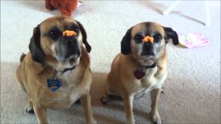 2 Puggle Dogs Eat Their Treat From Nose SLOW MOTION [upl. by Evannia427]