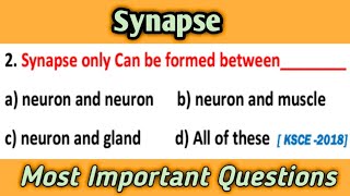 Synapse  Neurobiology MCQs  Most Important Questions [upl. by Nnylsoj]