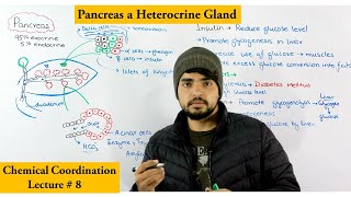 Pancreas structure and Function [upl. by Imhsar]