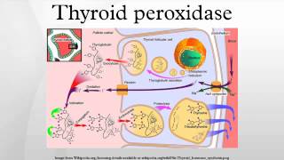 Thyroid peroxidase [upl. by Nylimaj]