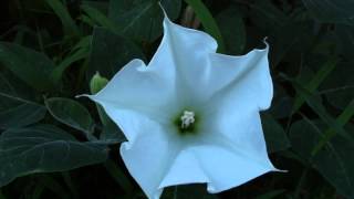 The moment the Moon Lily flower opens up at sunset [upl. by Snave822]