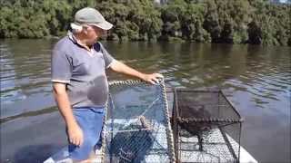 Bycatch reduction in the NSW eel trapping fishery [upl. by Jabin]