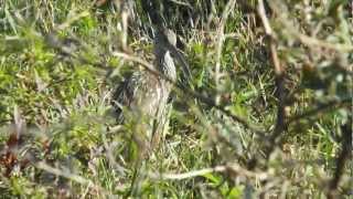 BITTERN AND LIMPKIN [upl. by Stryker]