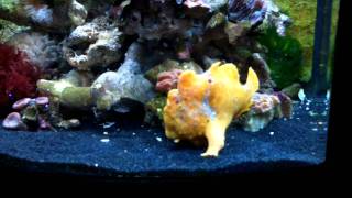 Frogfish angler fish eating using its lure [upl. by Skoorb]