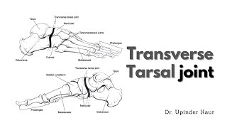 Transverse Tarsal joint Chopartjoint Midtarsaljoint [upl. by Aphra]