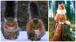 20 Interesting Norwegian Forest Cat Facts [upl. by Notsa935]