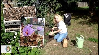 How to plant Crocus sativus corms for Saffron  FarmerGracycouk [upl. by Ellives]