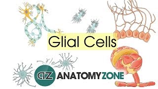 Glial Cells  Neuroanatomy Basics  Anatomy Tutorial [upl. by Airbmat]