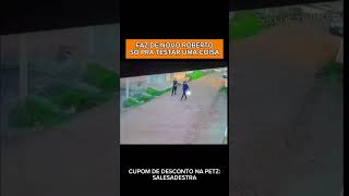 DEIXA EU TESTAR UMA COISA AQUI ROBERTO REPETE AI pets adestramento memes caes cães cachorros [upl. by Noeruat735]