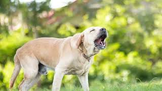 Dog 🐕Ringtone All Massage Ringtone Download All Notification Rin  DOG RINGTONE [upl. by Raddy]