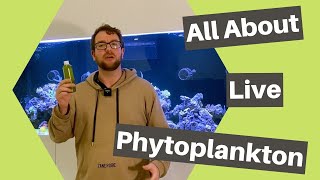 Live phytoplankton and why you should add it to your reef tank [upl. by Assetnoc]